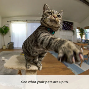 2-Pack Pan-Tilt Indoor Camera